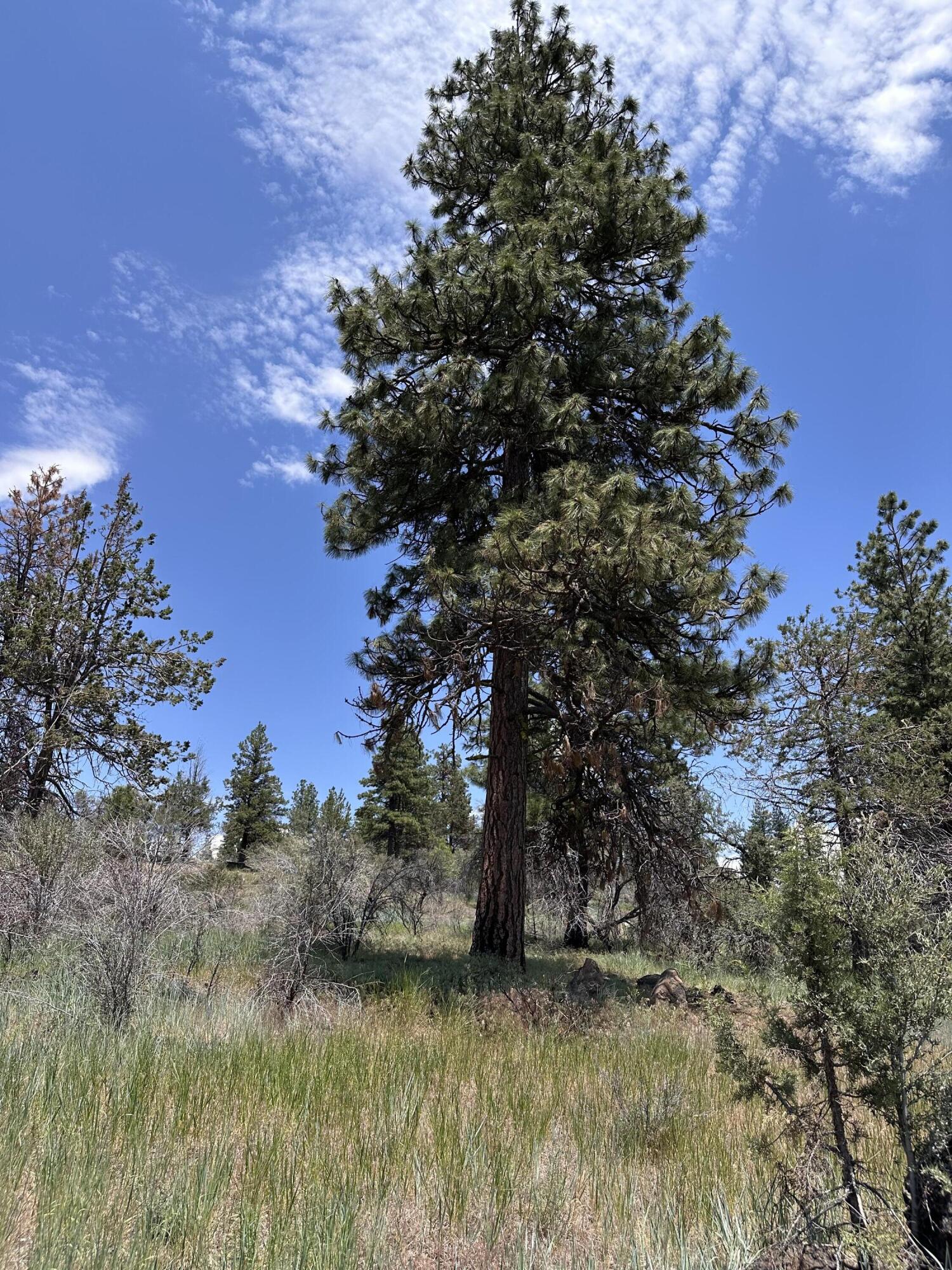 Klamath Falls Forest Estates Hwy 66 Unit Plat 4 - Land