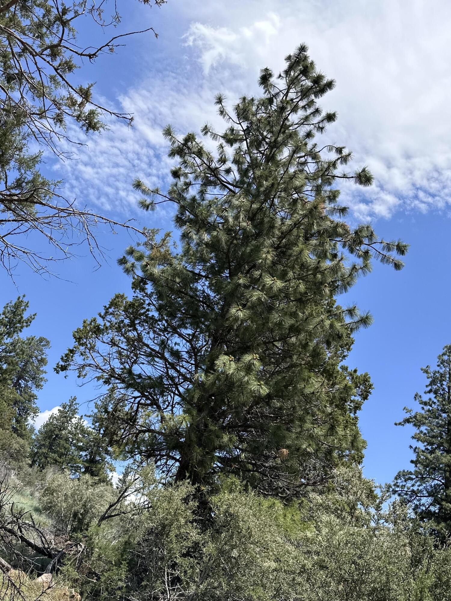 Klamath Falls Forest Estates Hwy 66 Unit Plat 4 - Land