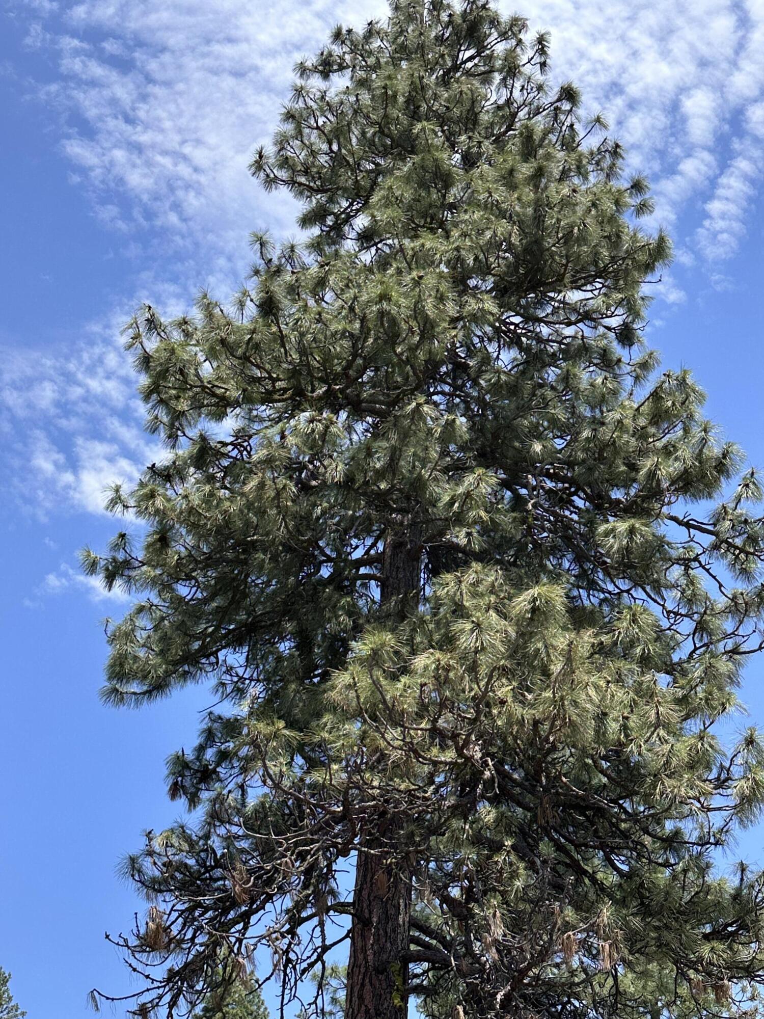 Klamath Falls Forest Estates Hwy 66 Unit Plat 4 - Land