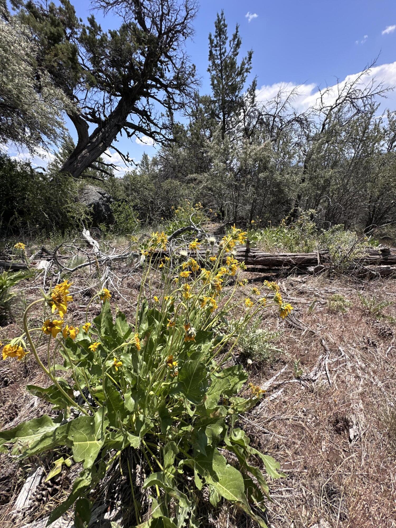 Klamath Falls Forest Estates Hwy 66 Unit Plat 4 - Land