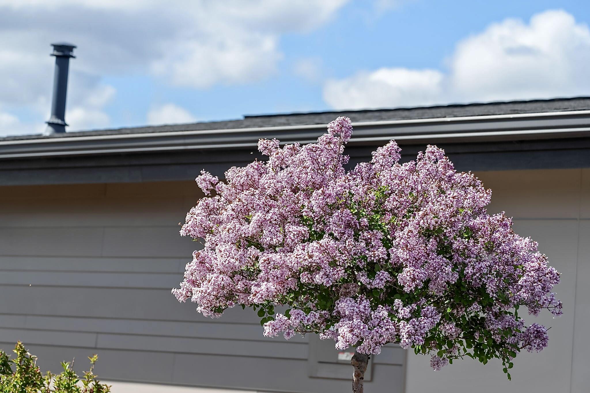 Yarrow - Residential