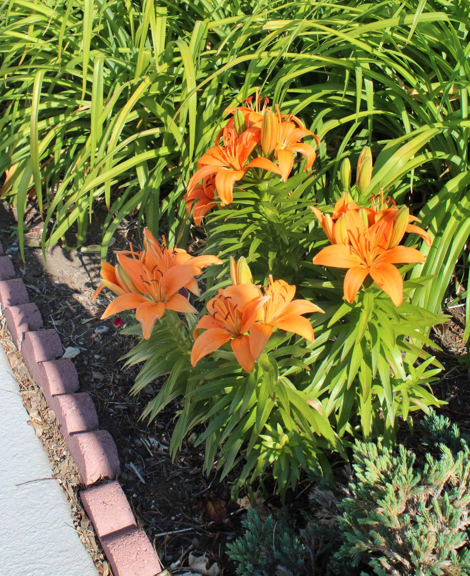 Snowberry Village - Residential