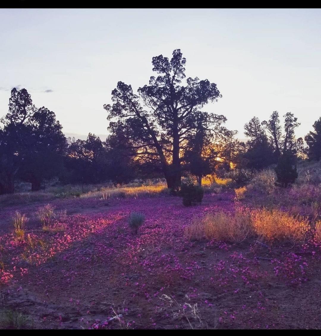 Juniper Acres - Land