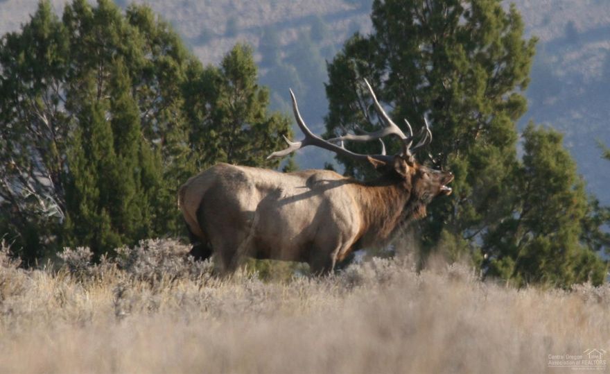 Located in the heart of the Ochoco Mountains, a little over an hour east of Prineville, Oregon, lies the North Ochoco Ranch. This extremely private ranch consists of 8,780+/- acres (8,200 acres deeded), in one large block. The ranch has a 150-year history as an operating cattle and hay with over 800 acres of irrigated or sub-irrigated farmed hay fields, as well as a large irrigation water permit with significant existing irrigation infrastructure, plus 2,000+/- acres timbered canyons.