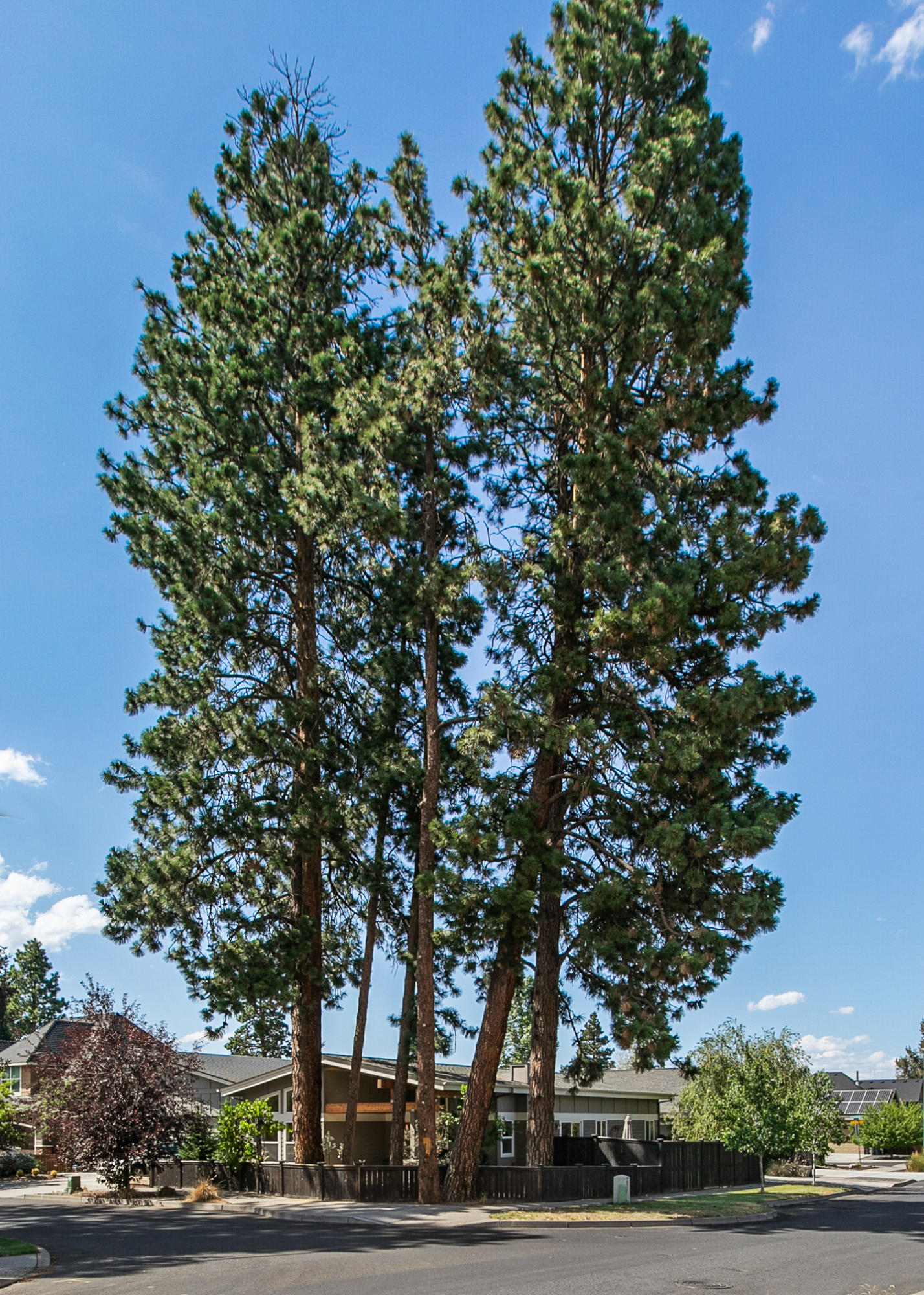 Millcrest - Residential