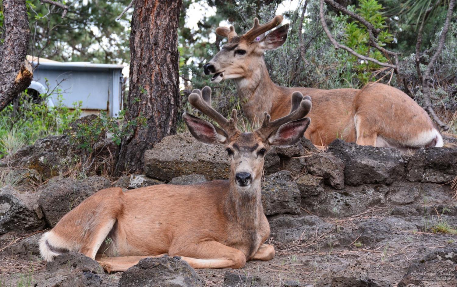 Bend Riverside - Residential