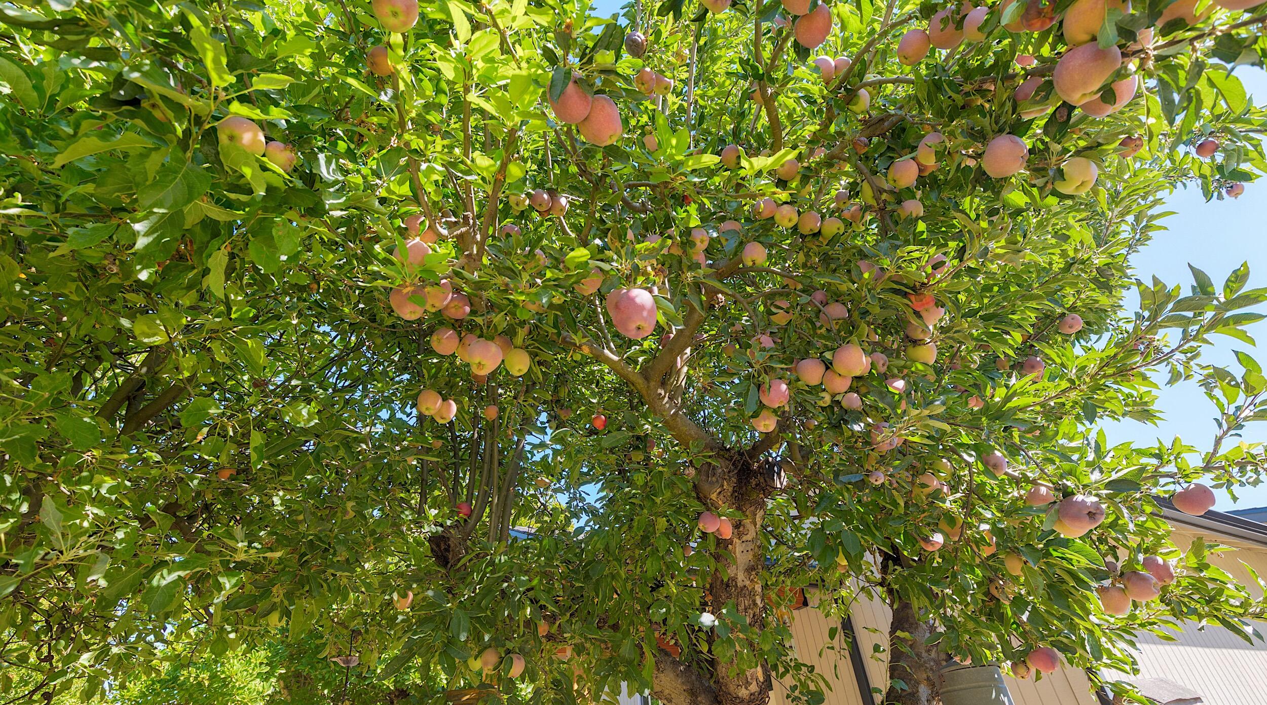 Champlin Subdivision - Residential