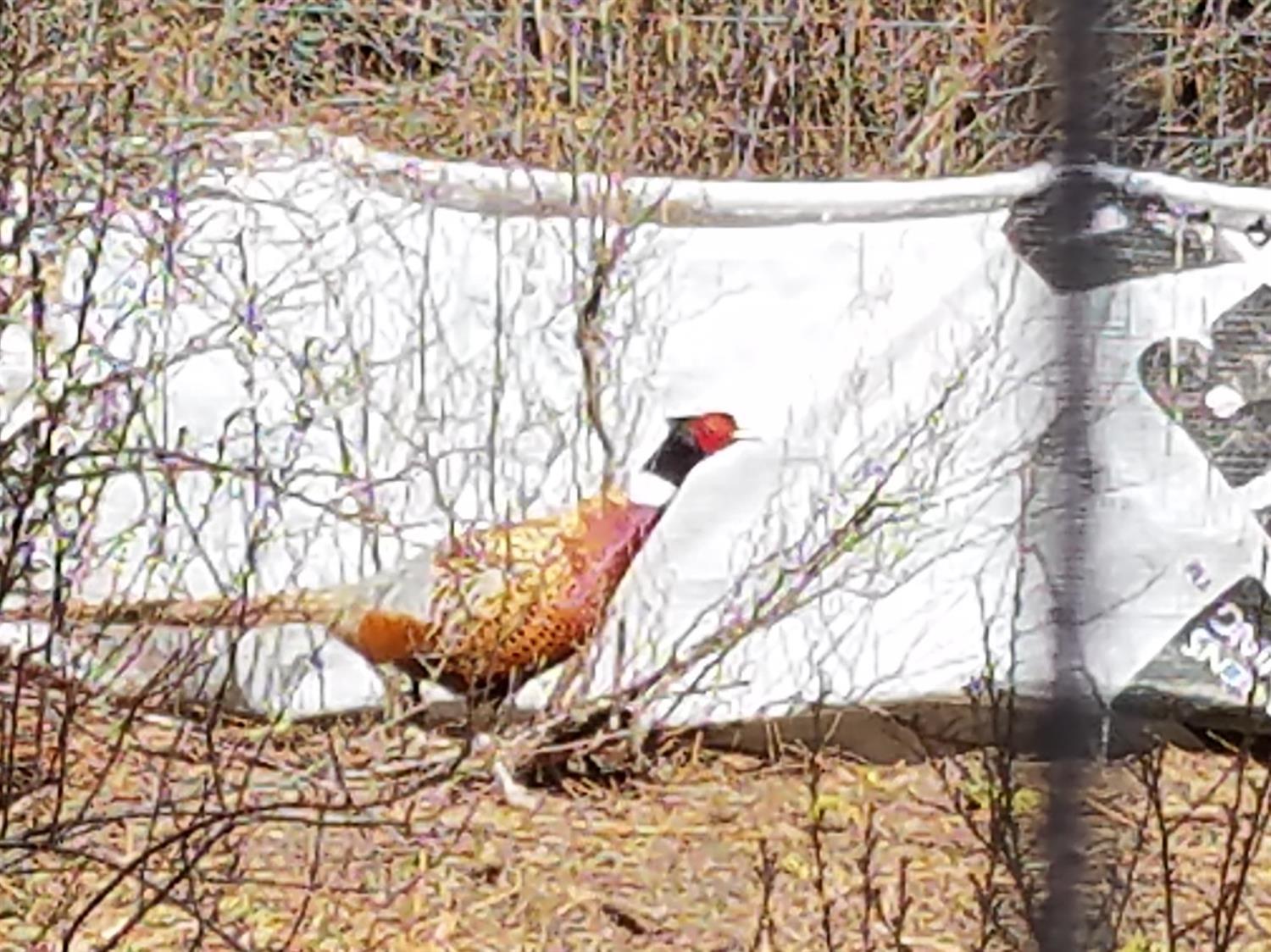 Sunburst Estates - Residential