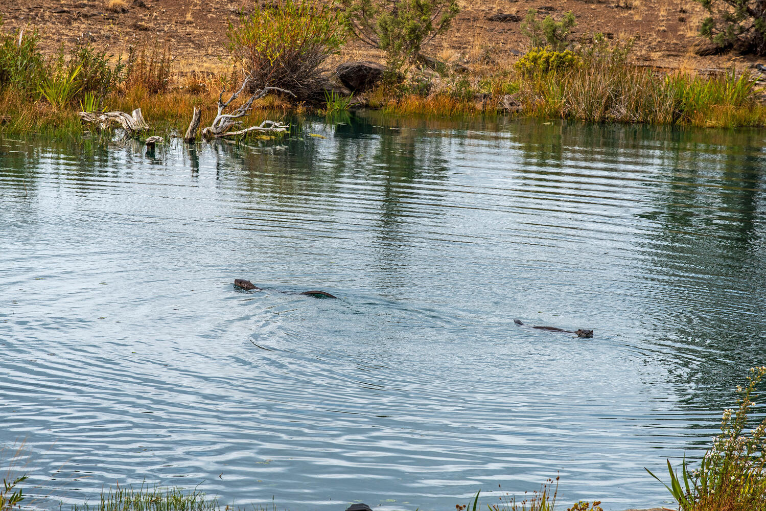 Wild Horse Ridge - Residential