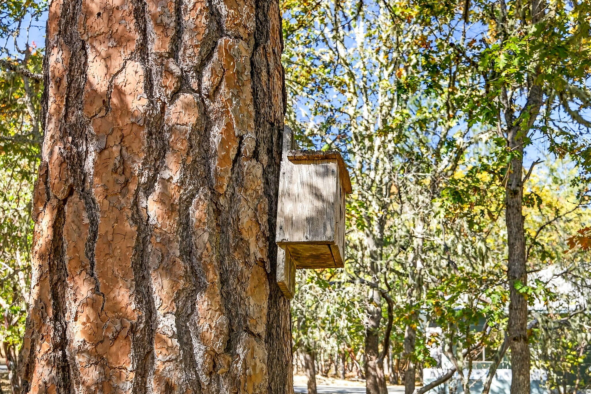 Wildrose - Residential