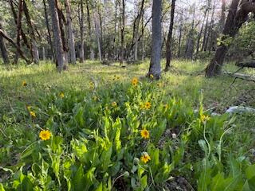 3.32 Wooded Acres with home site and septic approval for sale.
Electricity and Water installed with10 GPM metered shared well from a high producing well. The property borders with Ditch Creek. Buyer to perform due diligence. Second property available #220163679 make an offer on one and or both.