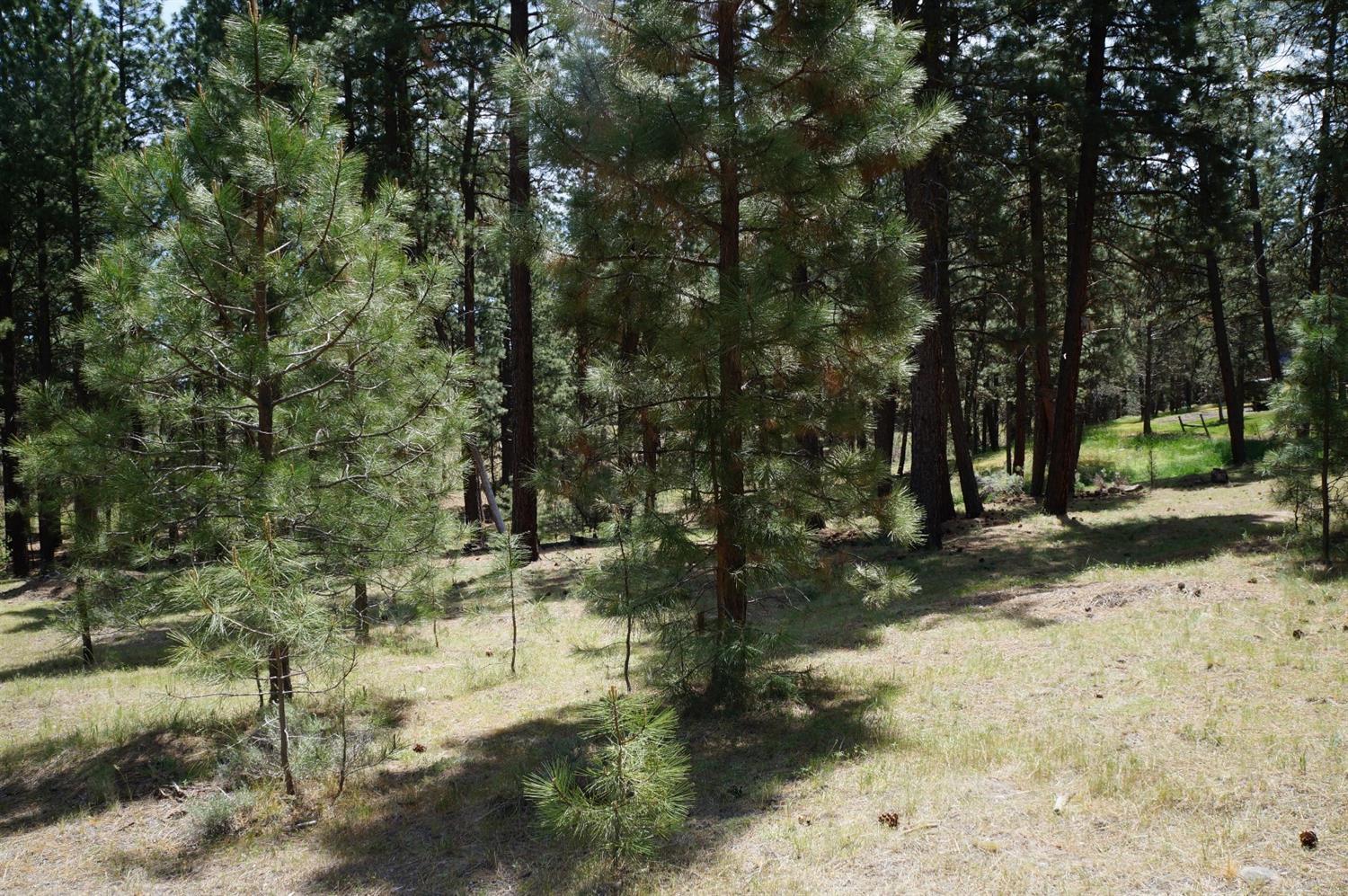 Pinecrest - Residential