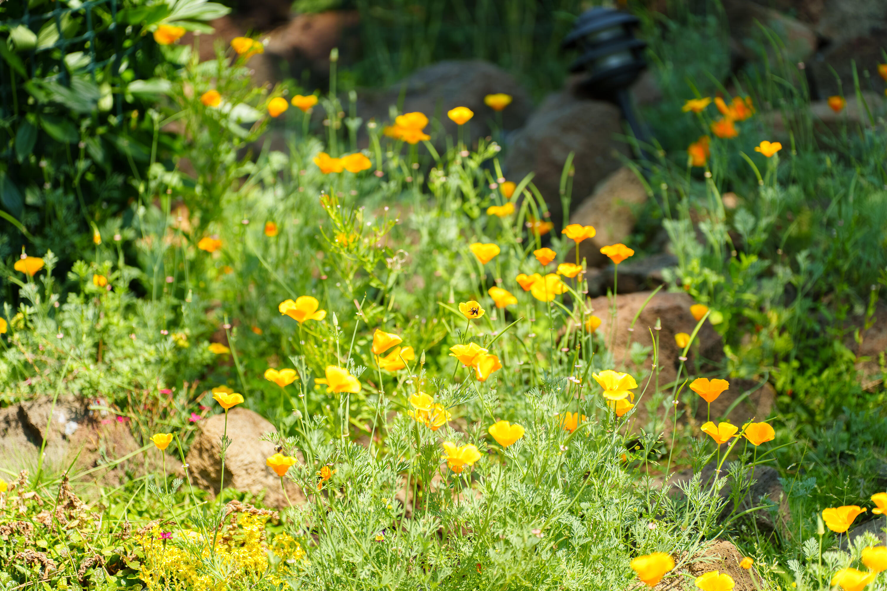 Mtn High - Residential