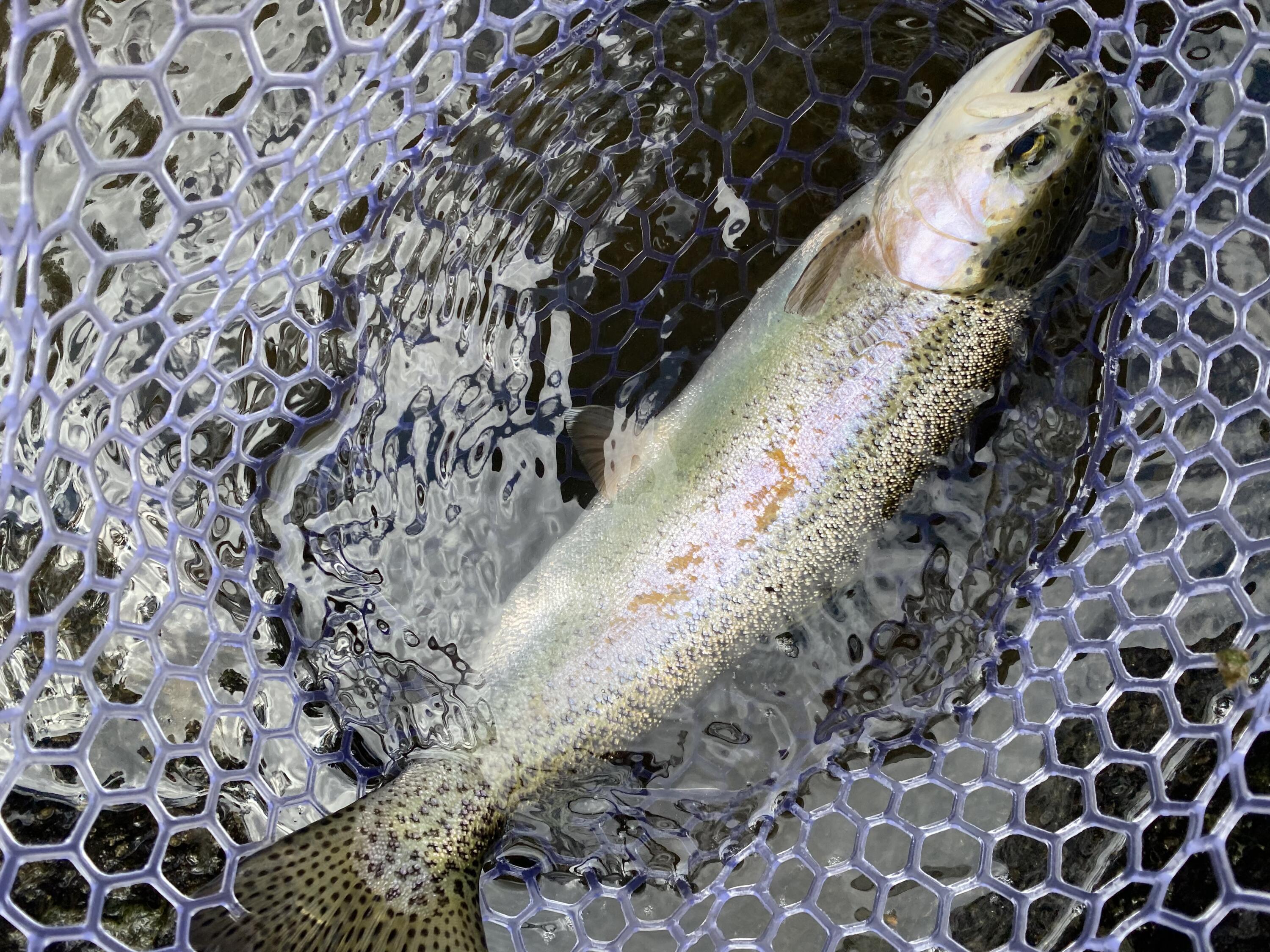 Hillman - Residential