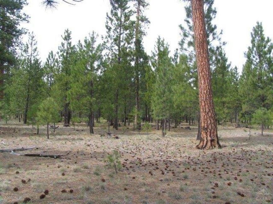 A ponderosa treed, large level home site nearly 1 acre in size with paved access, underground utilities and nearby access to National Forest. Well on property is AS IS''. Buyer to be responsible for all utility hookups, septic feasibility and well verifications.