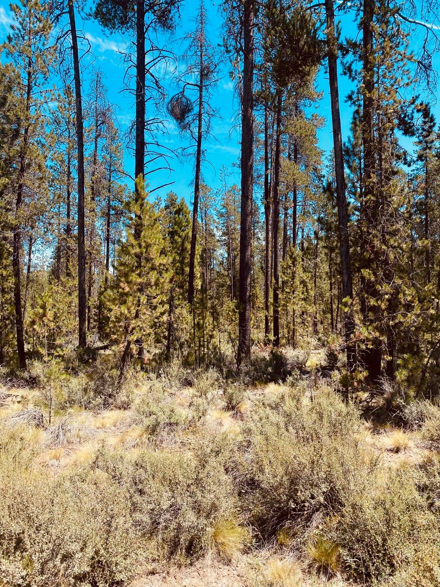 Build your dream home on this rare 1-acre treed lot in the Sunriver area. Nestled among mature Ponderosa and Lodgepole pines, this buildable parcel offers privacy and a true Central Oregon feel. The property is sand filter approved and ready for your plans. Located just minutes from Sunriver, Mt. Bachelor, and the Cascade Lakes, with the Deschutes National Forest and Big Deschutes River nearby. Adventure awaits with the nearby Little Deschutes River—float, fish, or paddle in summer, then snowshoe along its banks in winter. An ideal spot for your Central Oregon getaway or full-time home. More pictures to come.