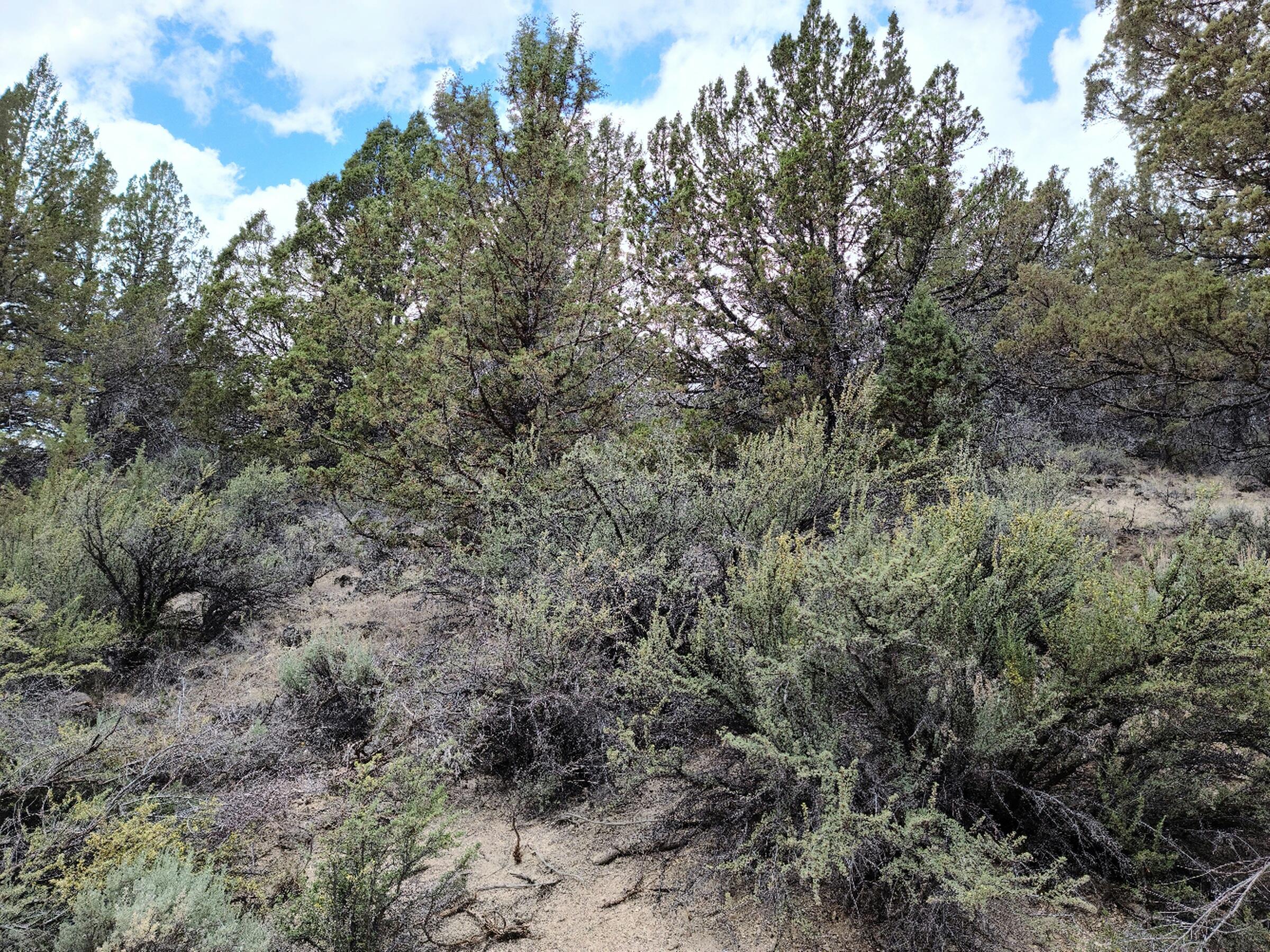 Nimrod River Park - Land