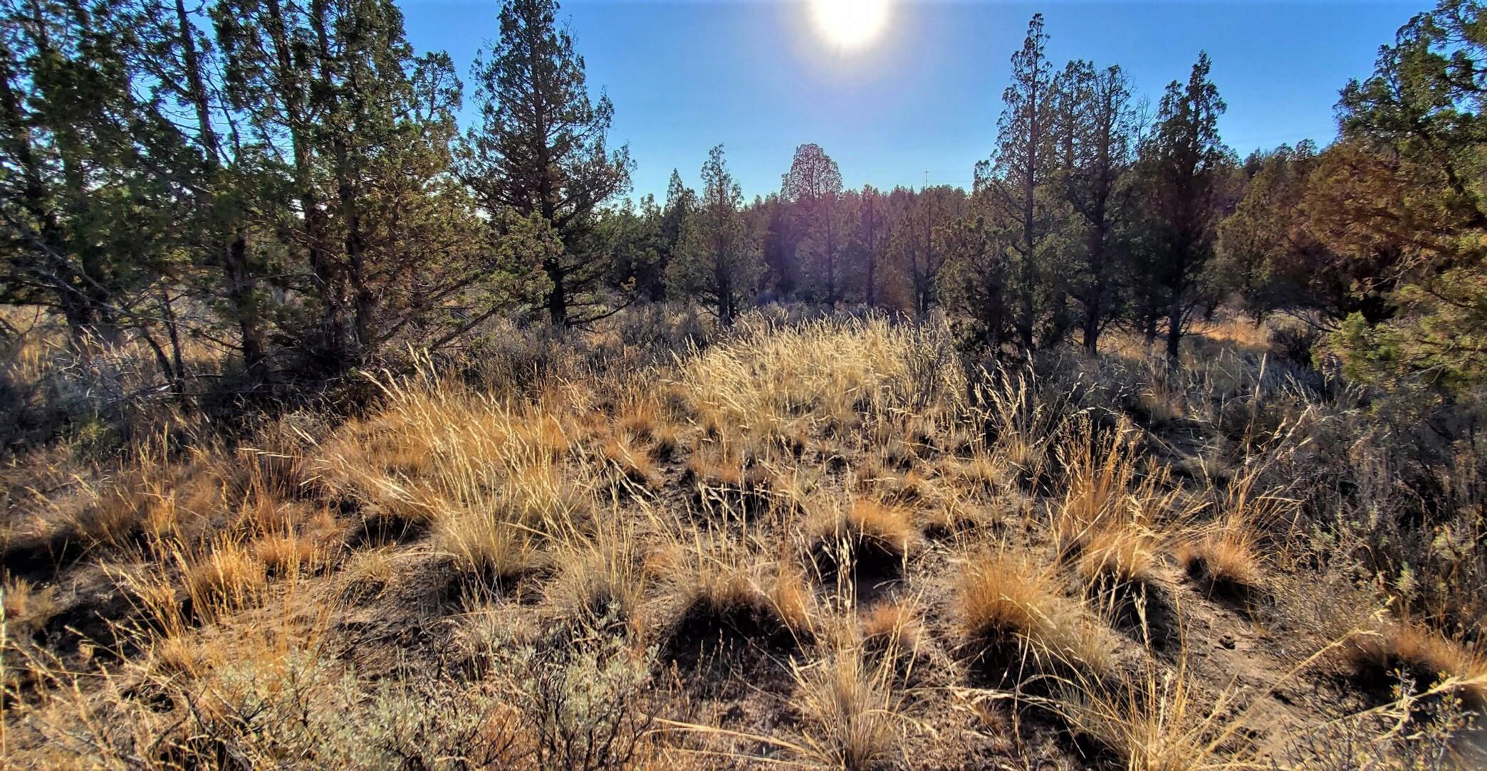 Longhorn Ridge - Land