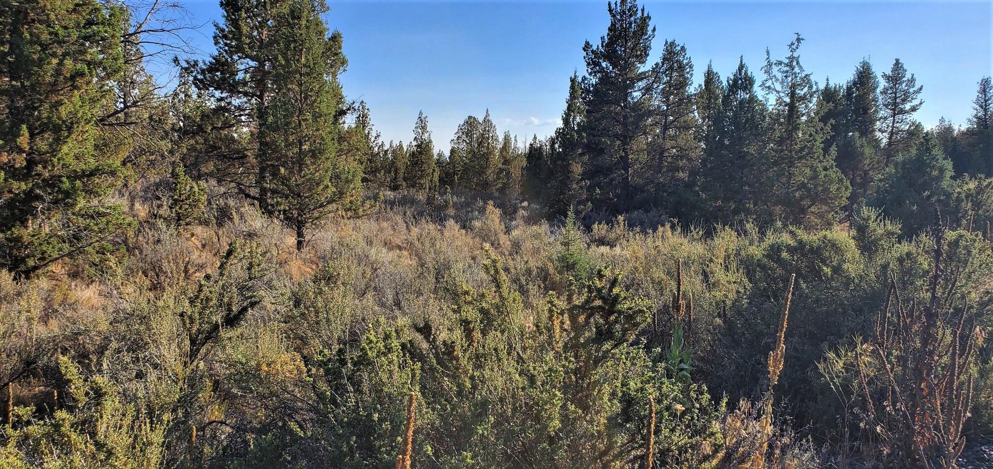 Longhorn Ridge - Land