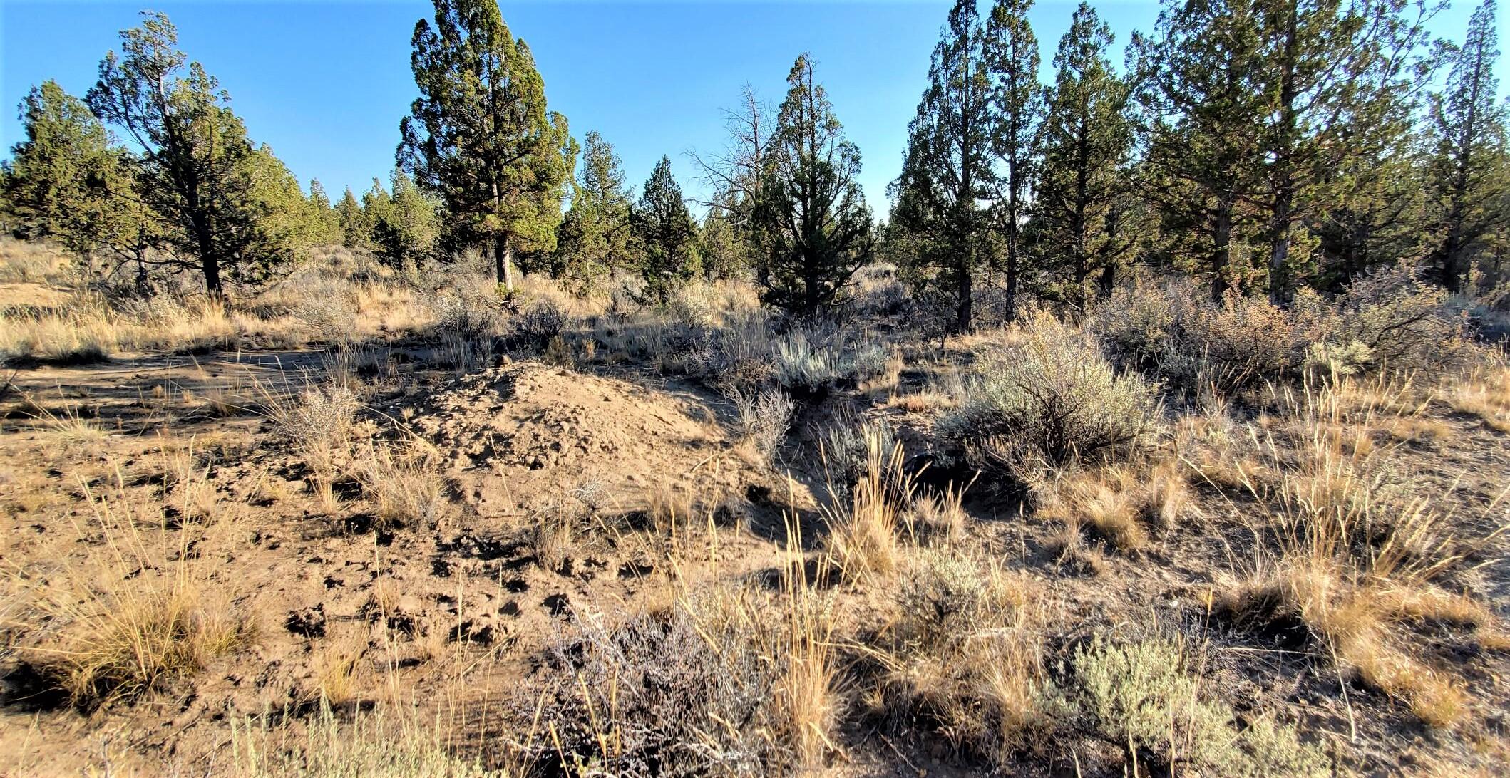 Longhorn Ridge - Land