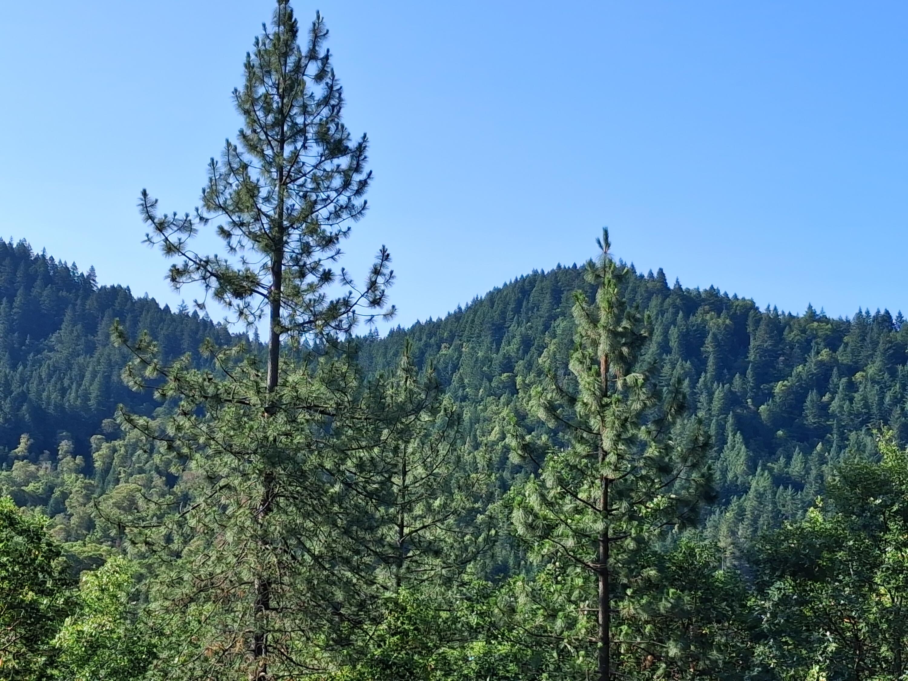 Allen Creek Estates - Land