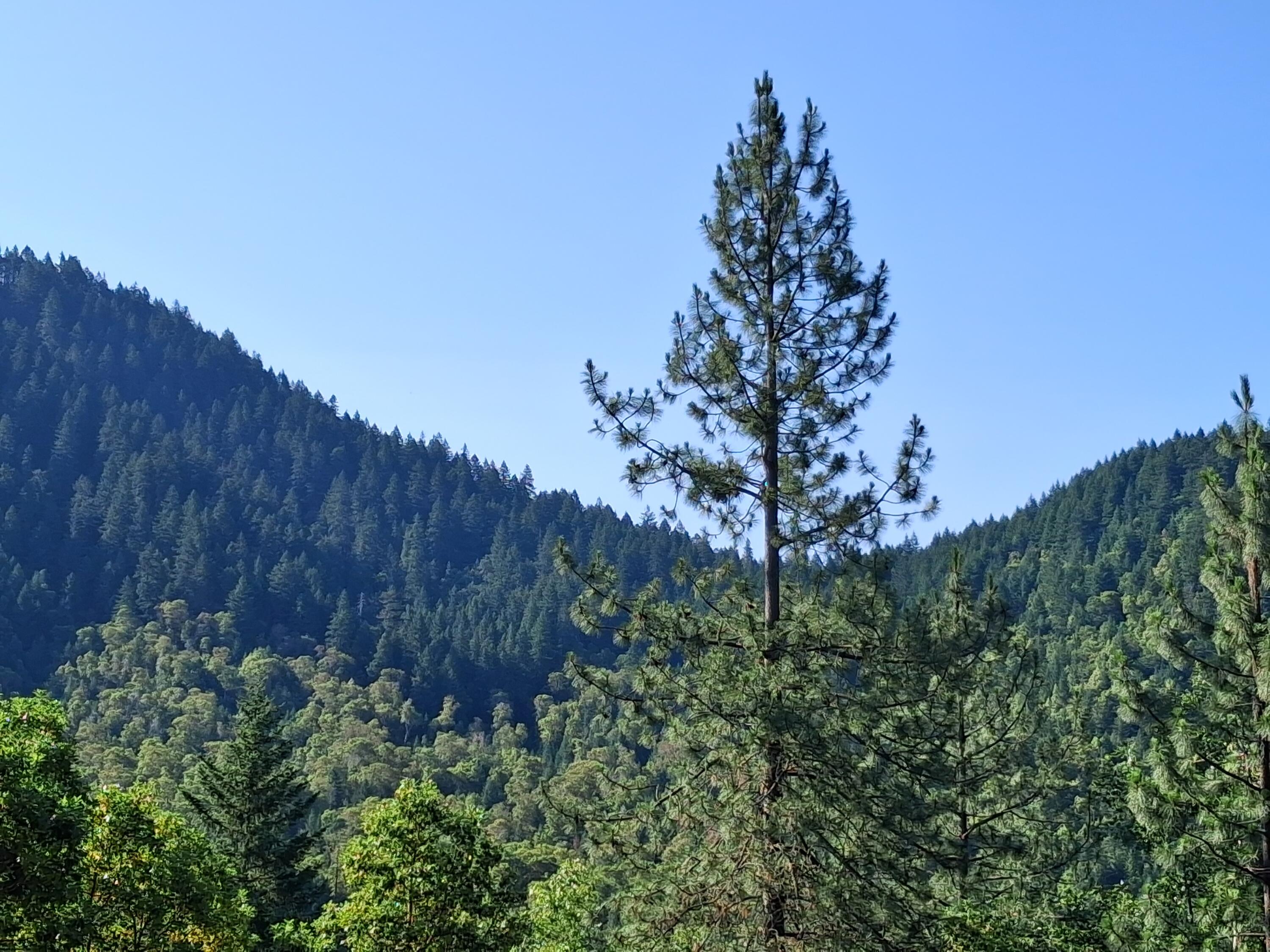 Allen Creek Estates - Land