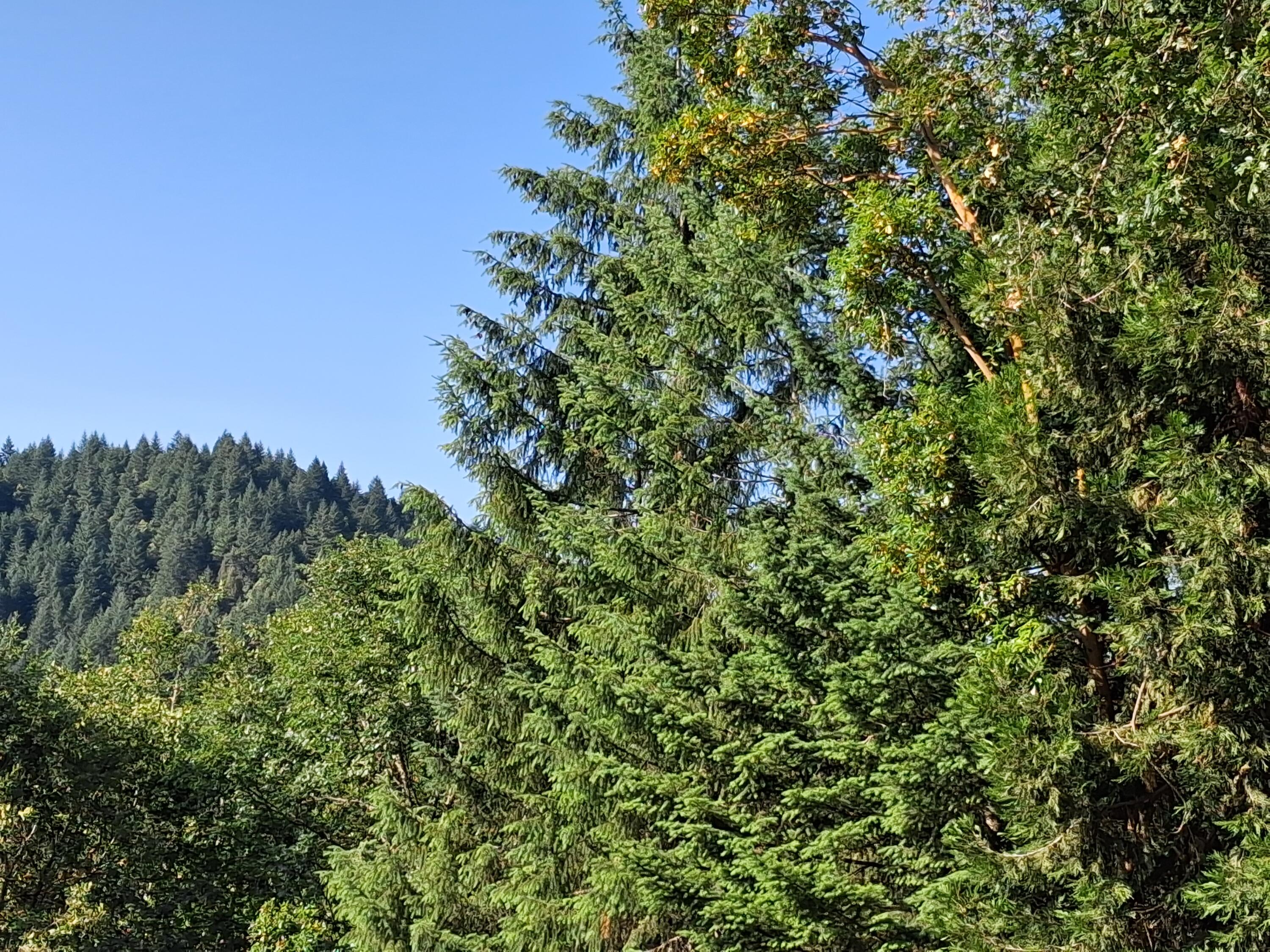 Allen Creek Estates - Land