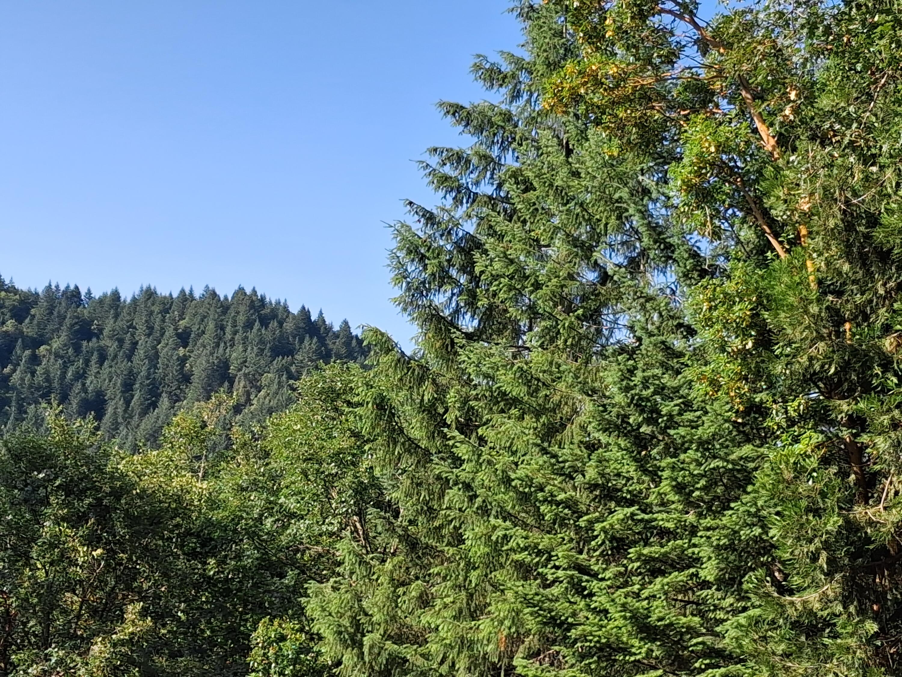 Allen Creek Estates - Land