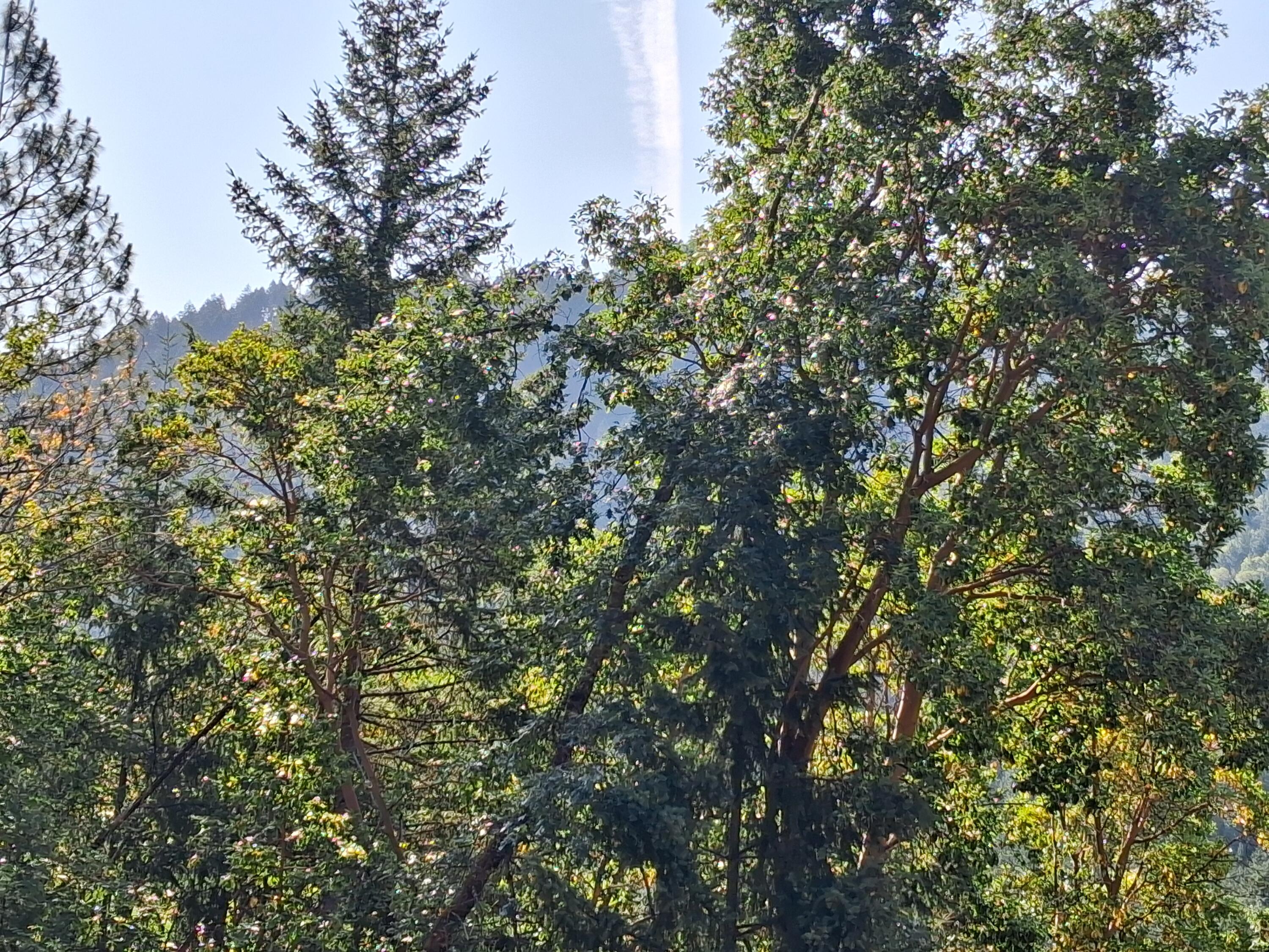 Allen Creek Estates - Land