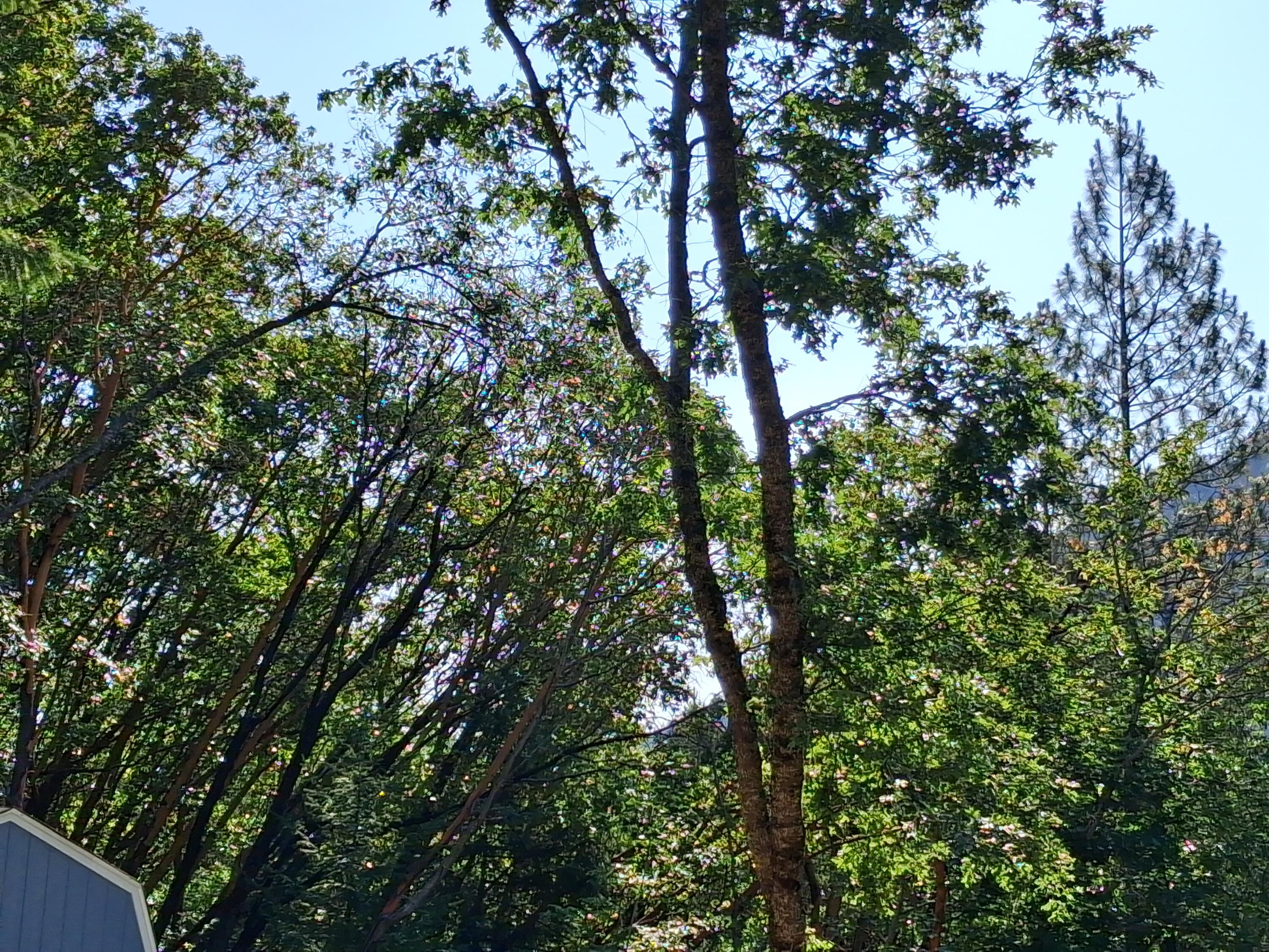 Allen Creek Estates - Land