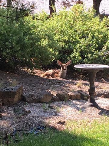 Pinebrook - Residential