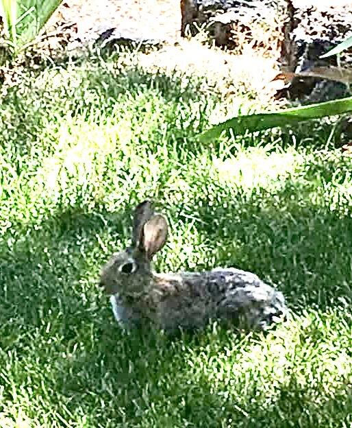 Pinebrook - Residential