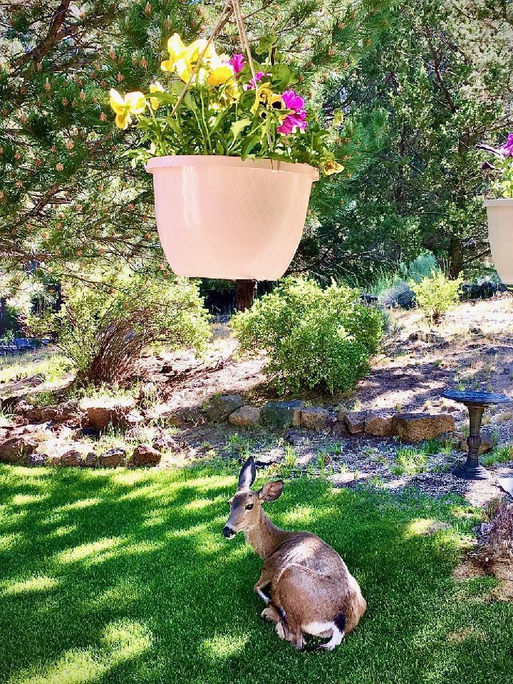 Pinebrook - Residential