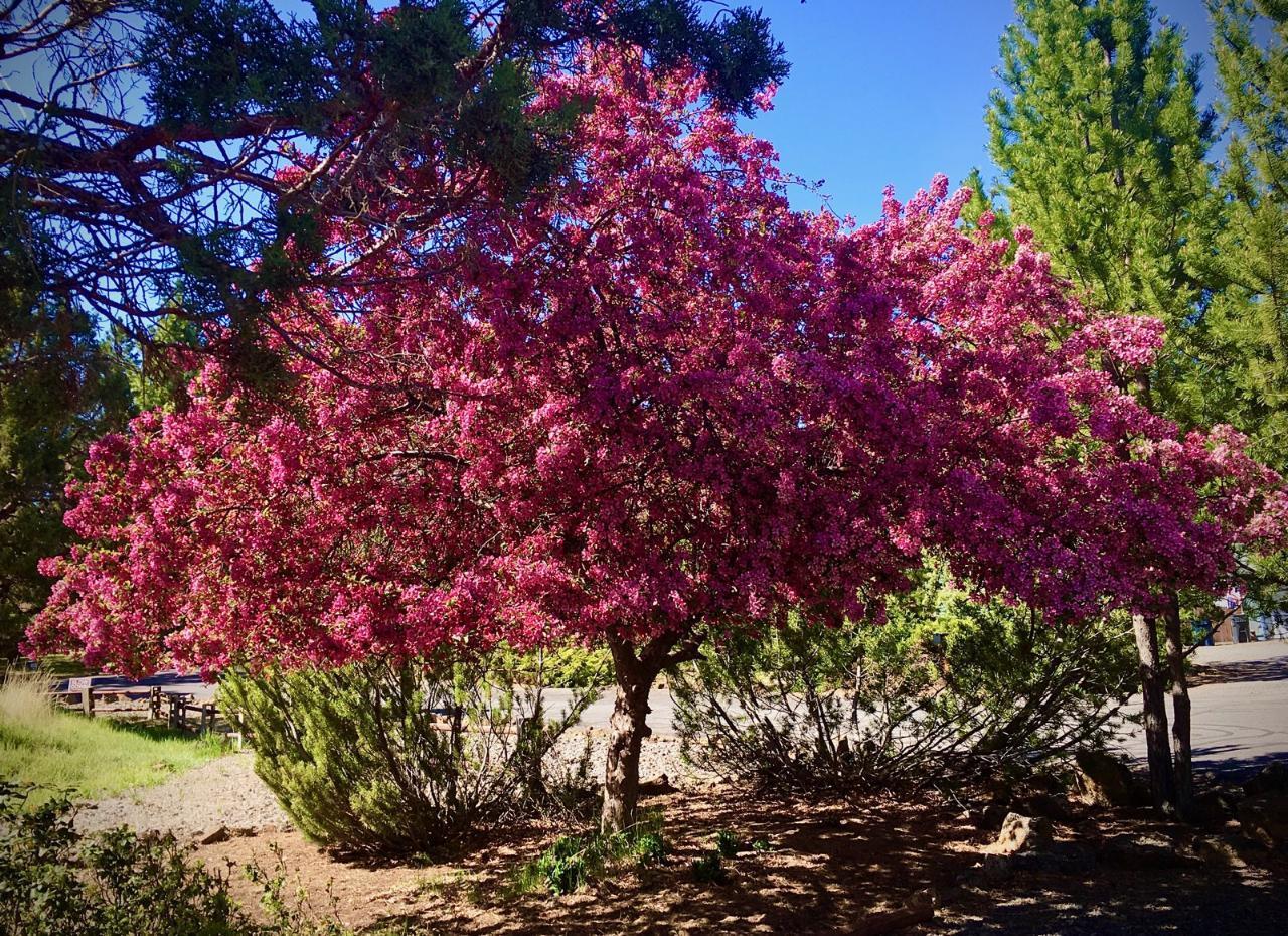 Pinebrook - Residential