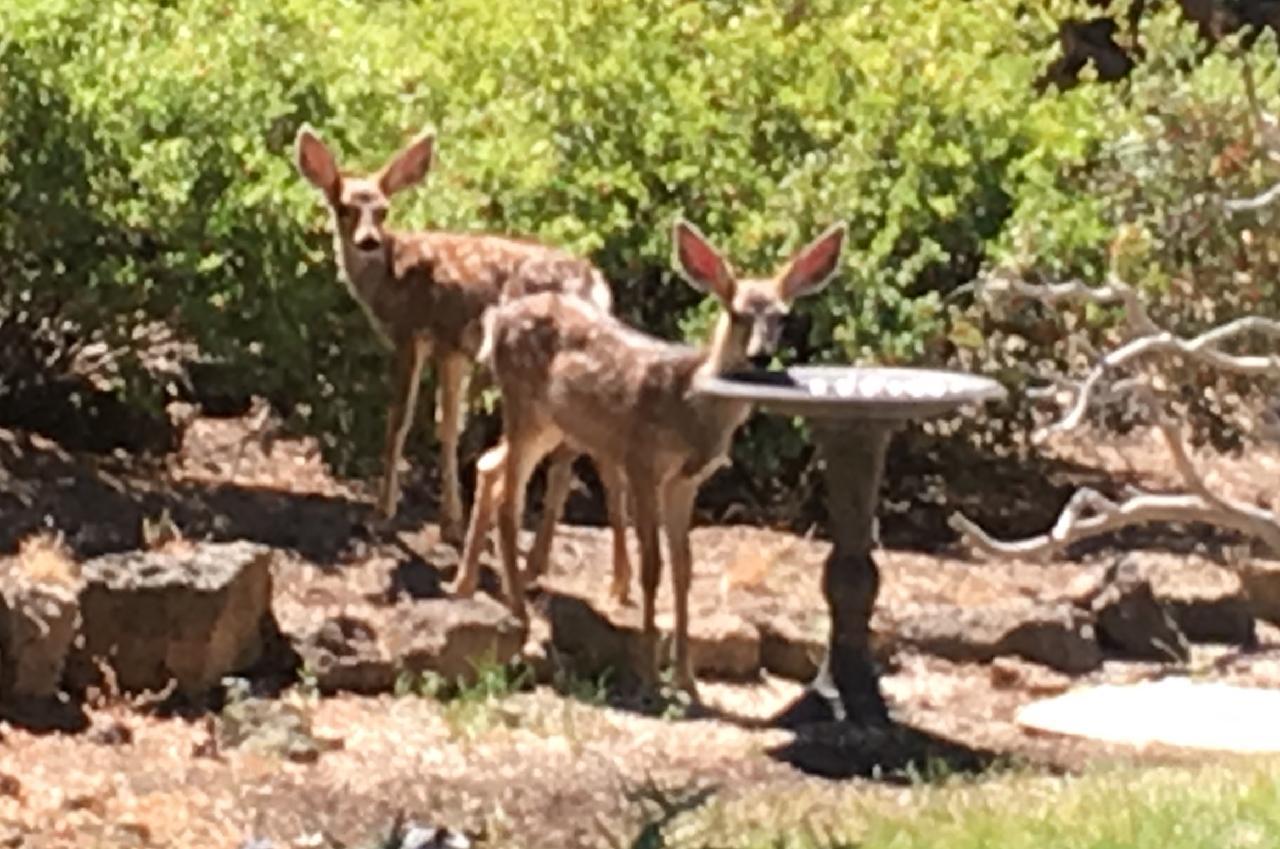 Pinebrook - Residential