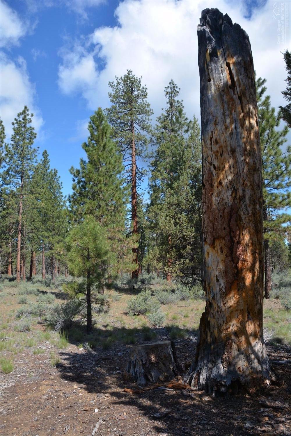 Clearpine - Residential