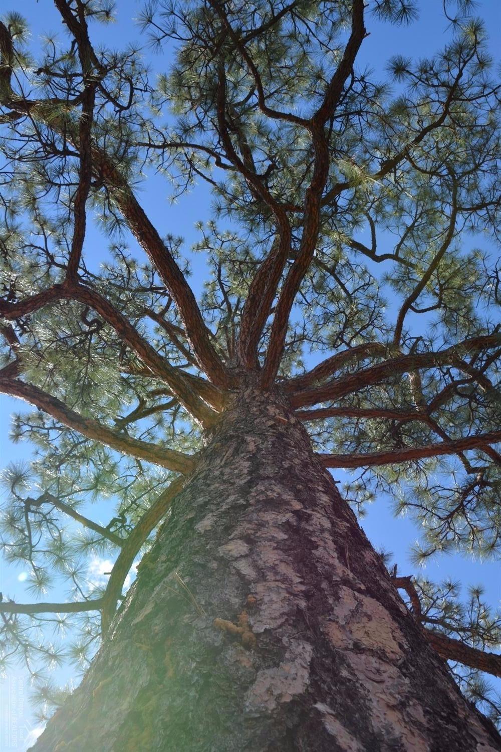 Clearpine - Residential