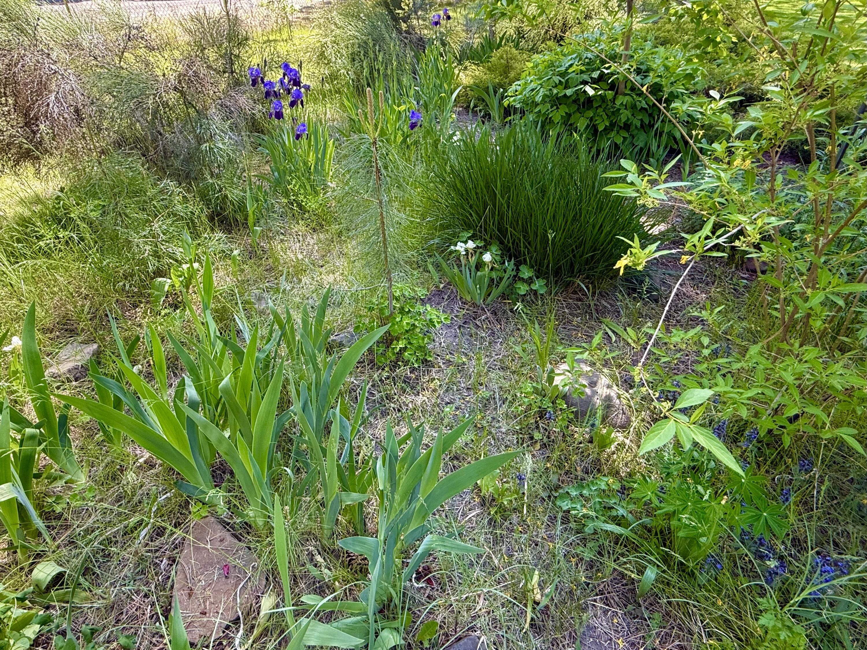 Irish Bend - Residential