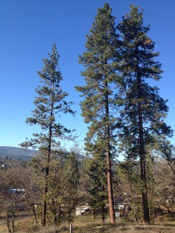 Manzanita Hills - Land