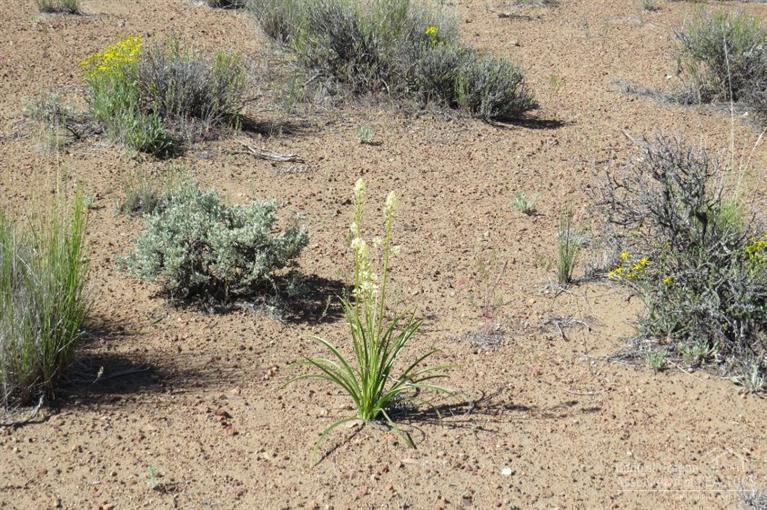 Juniper Acres - Land