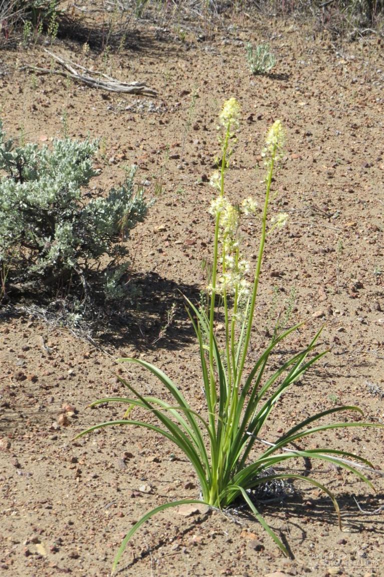 Juniper Acres - Land