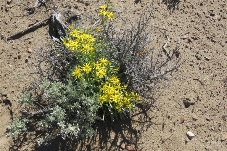 Juniper Acres - Land