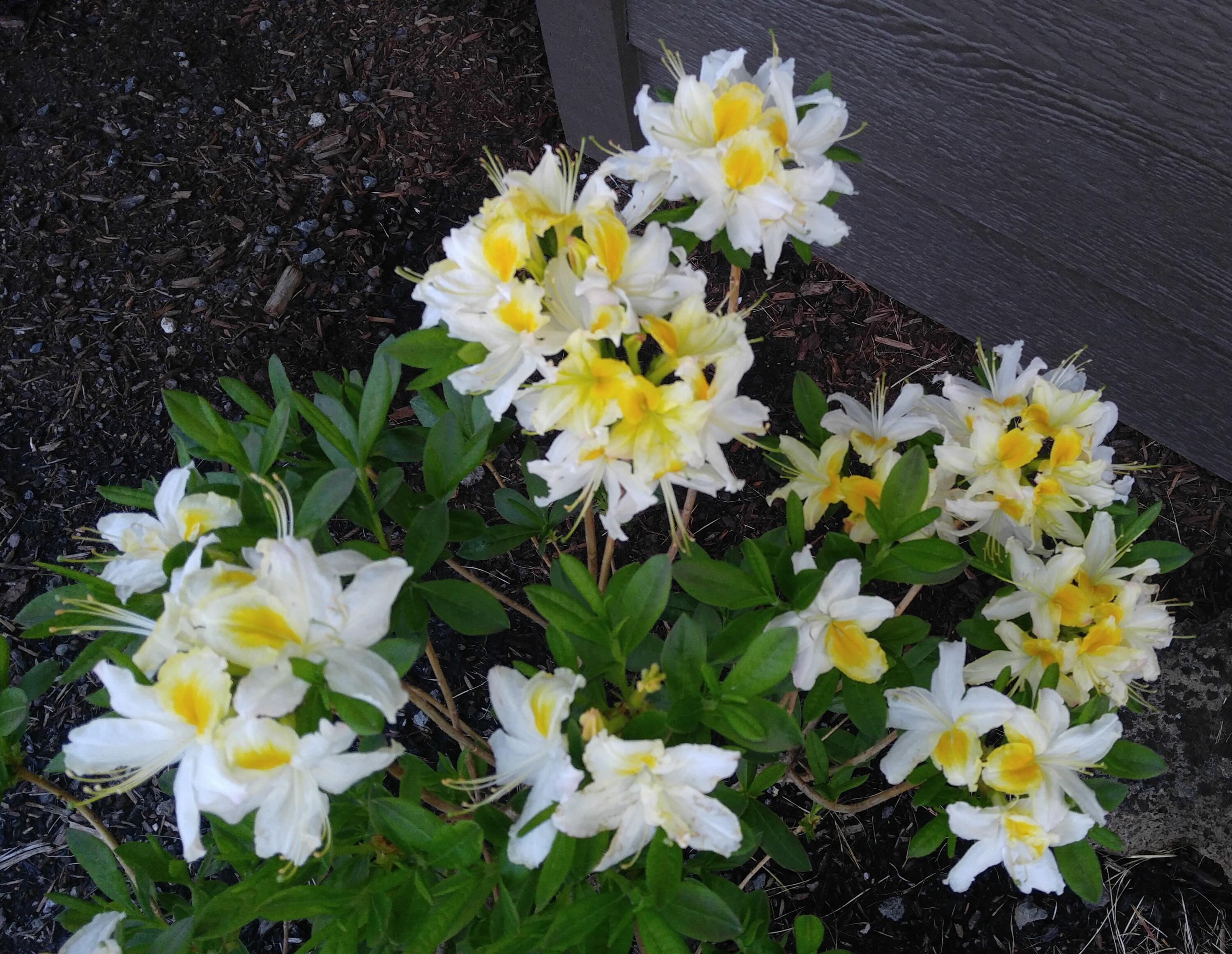 SilverRidge - Residential