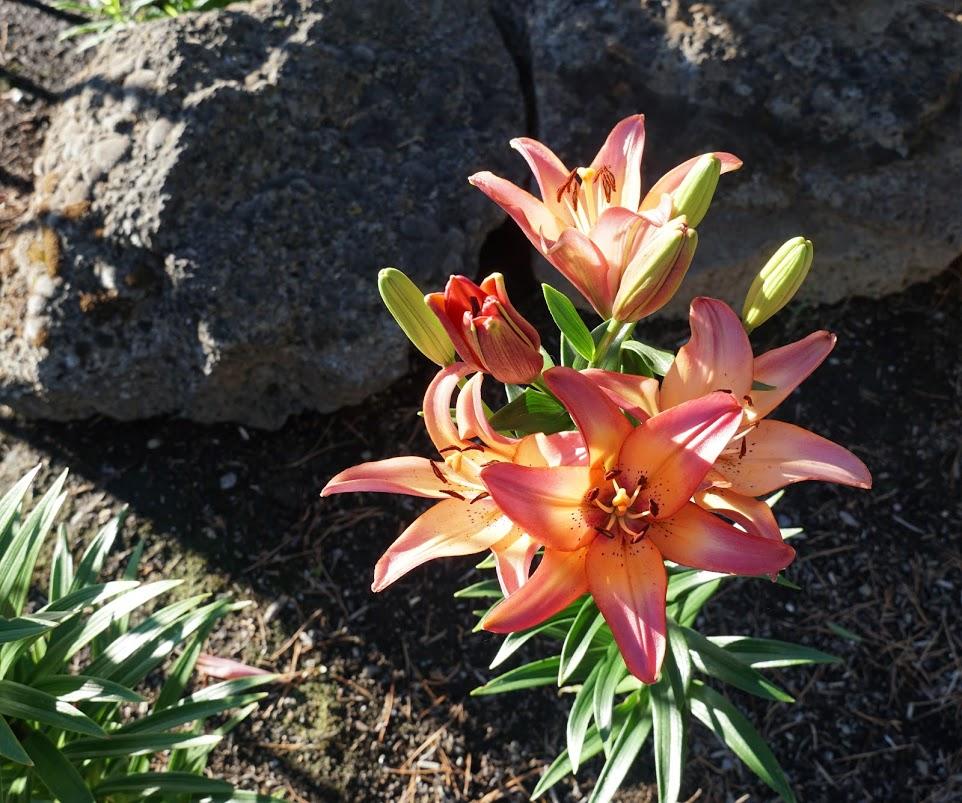 SilverRidge - Residential