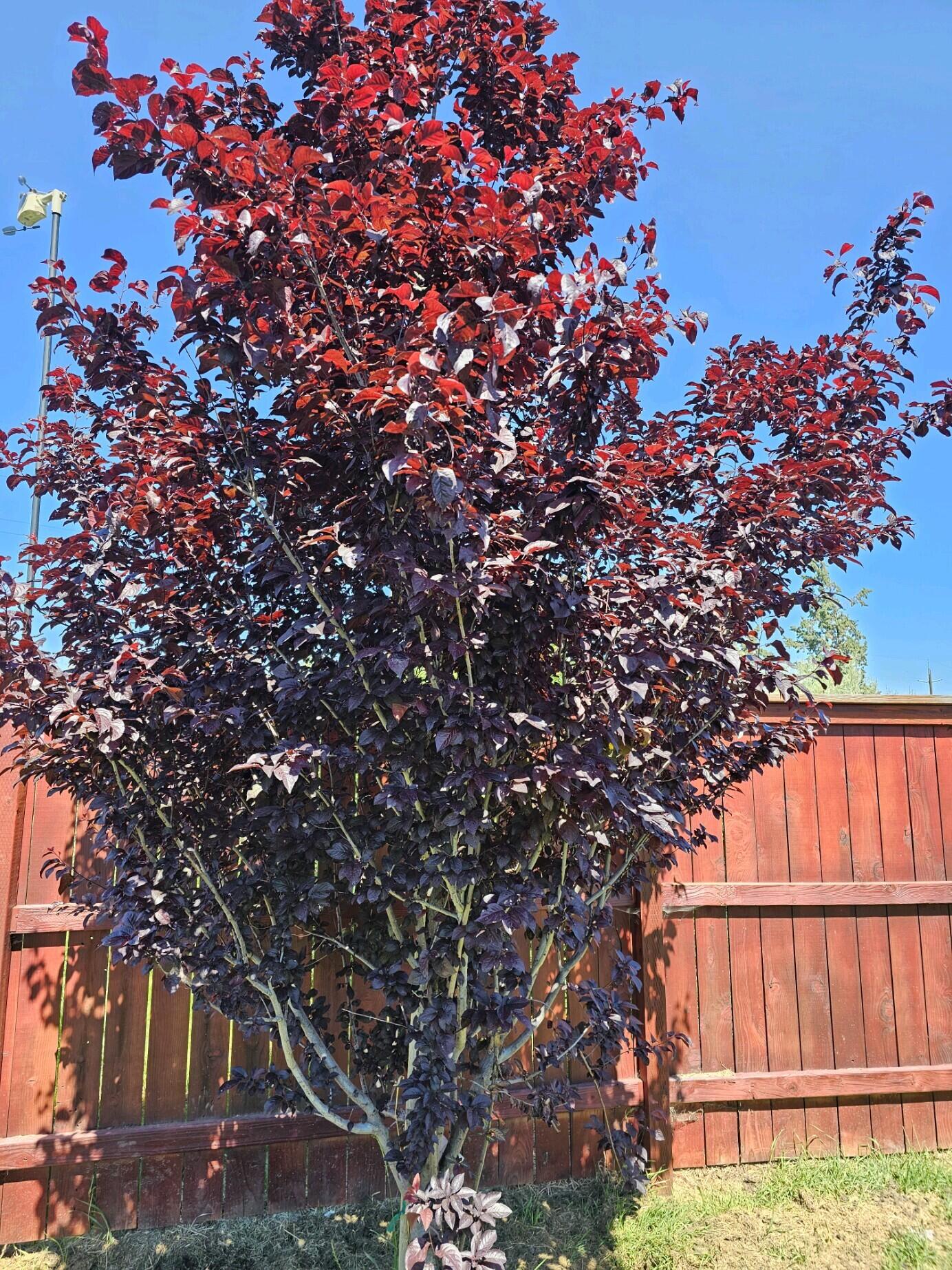 Diamond Bar Ranch - Residential