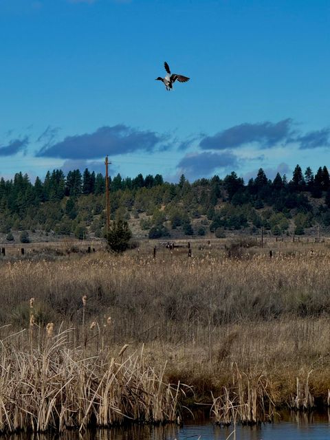 Tiny photo for 27111 Godowa Springs Road, Beatty, OR 97621 (MLS # 220219618)