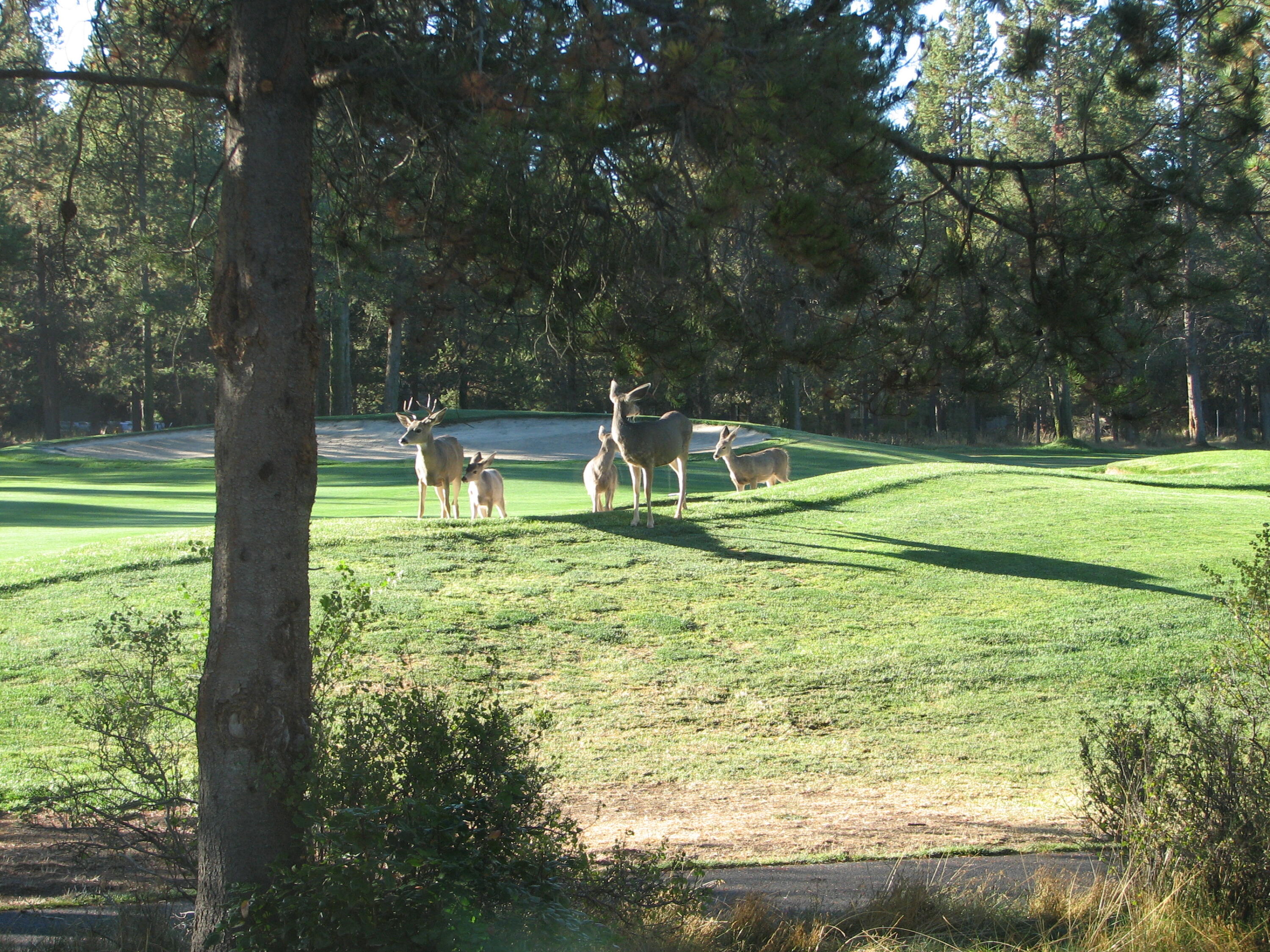 Fairway Crest Village - Residential