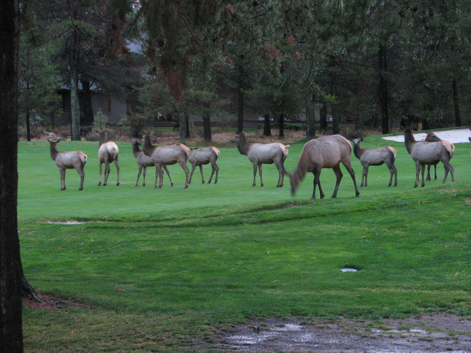 Fairway Crest Village - Residential