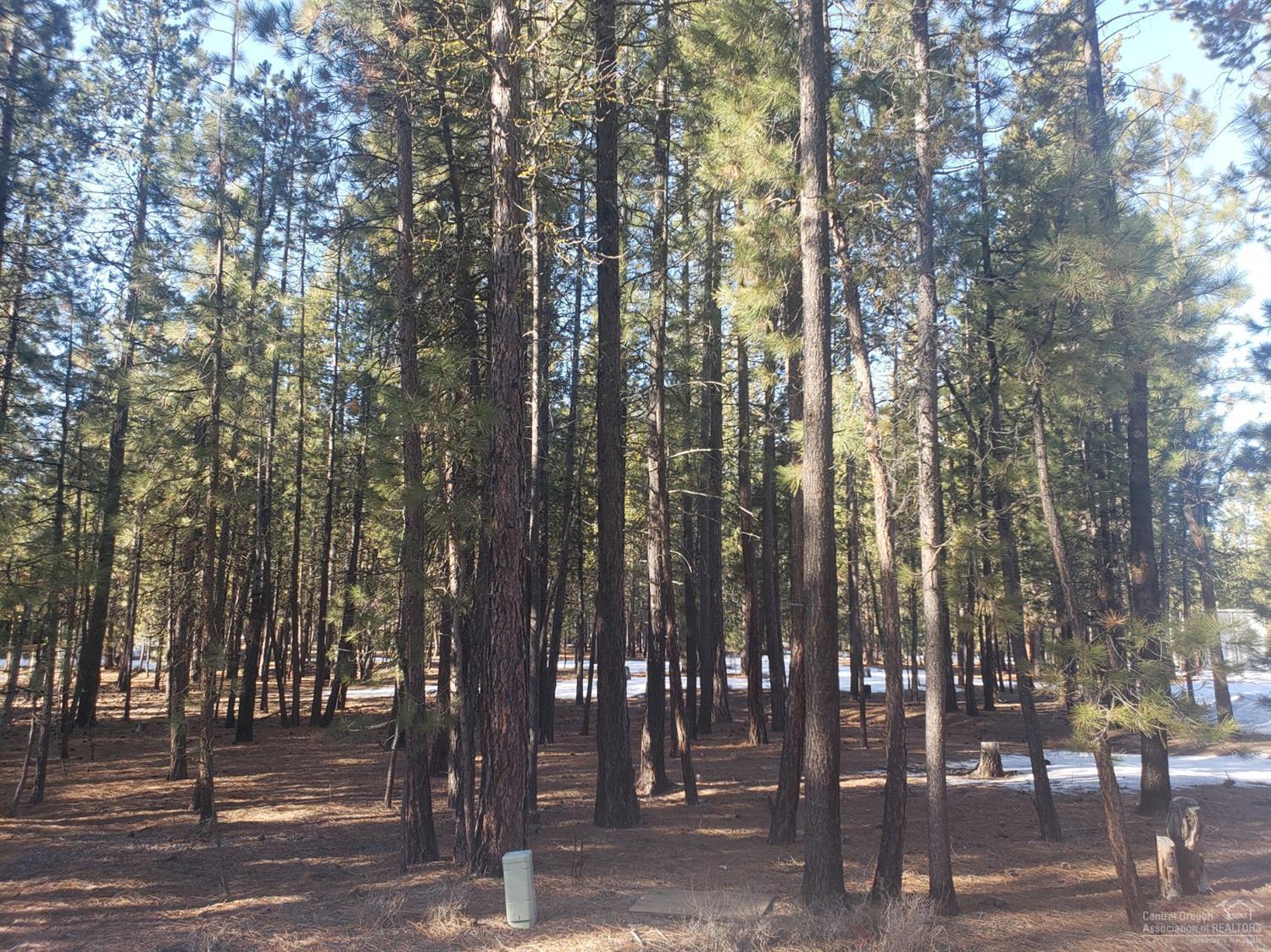 Ponderosa Pines - Land