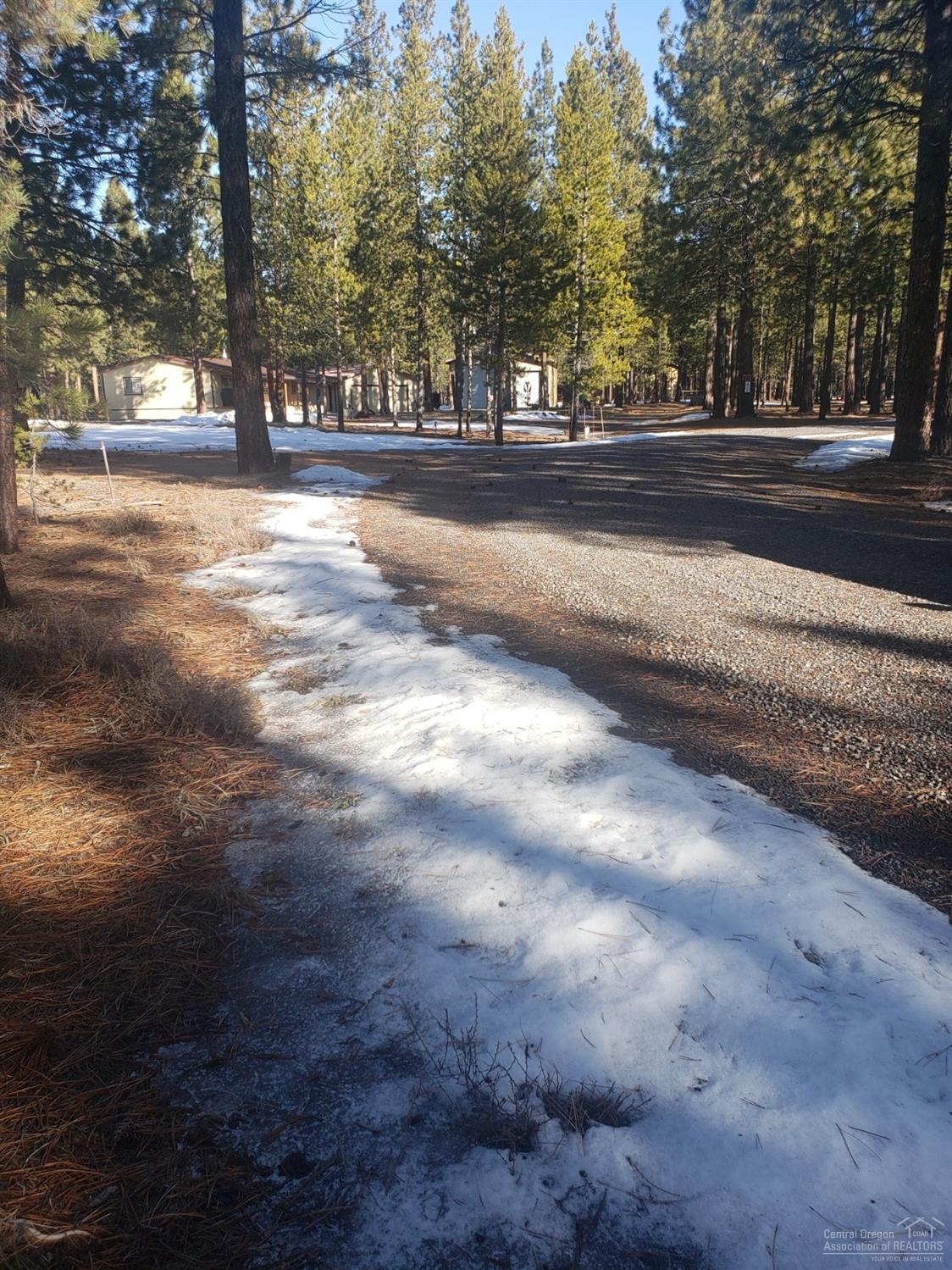 Ponderosa Pines - Land